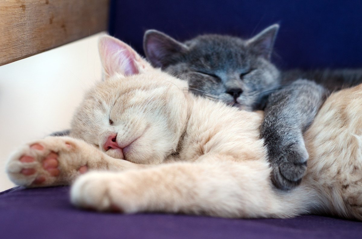 猫はどんな『夢』をみるの？人とは違う猫の睡眠の秘密4つ