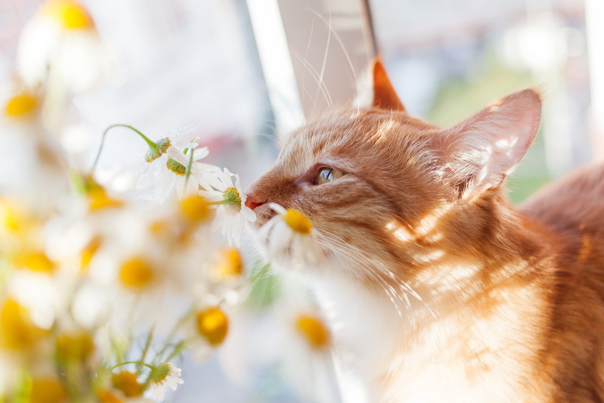 猫もかかる「花粉症」起こりうる症状や検査方法、治療について解説