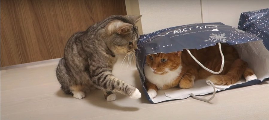 猫ちゃんにしか分からない紙袋の魅力