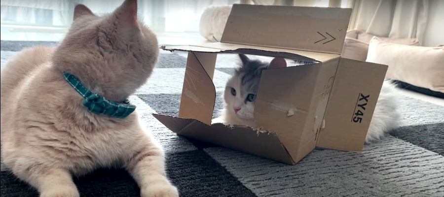 小さすぎる箱なんてこうしちゃえ☆猫ちゃん怒りのDIY！