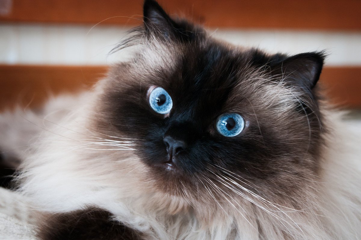 美しい『青い目を持つ猫種』3選と青い瞳の不思議　美しいブルーを作り出す理由は？