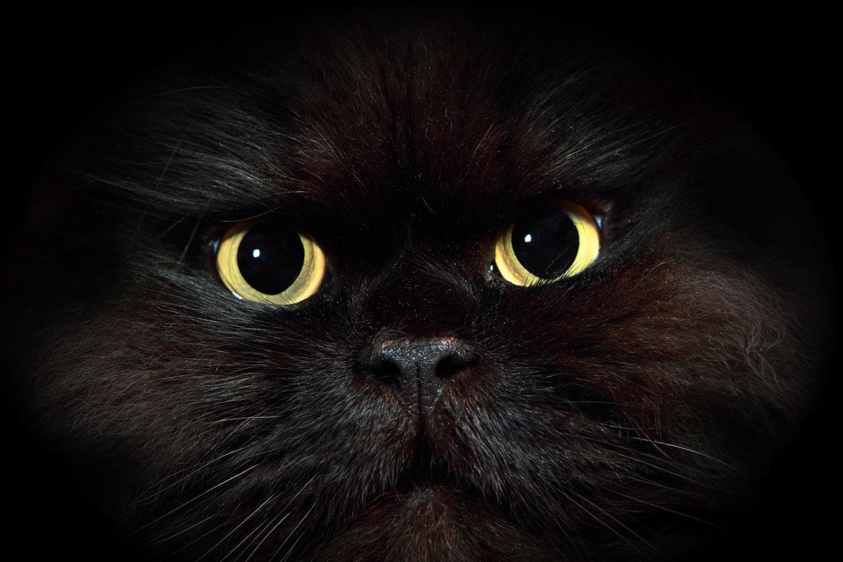 なぜ猫の目は暗闇で光るの？猫の「目」にまつわる5つのお話と、ケアのポイント