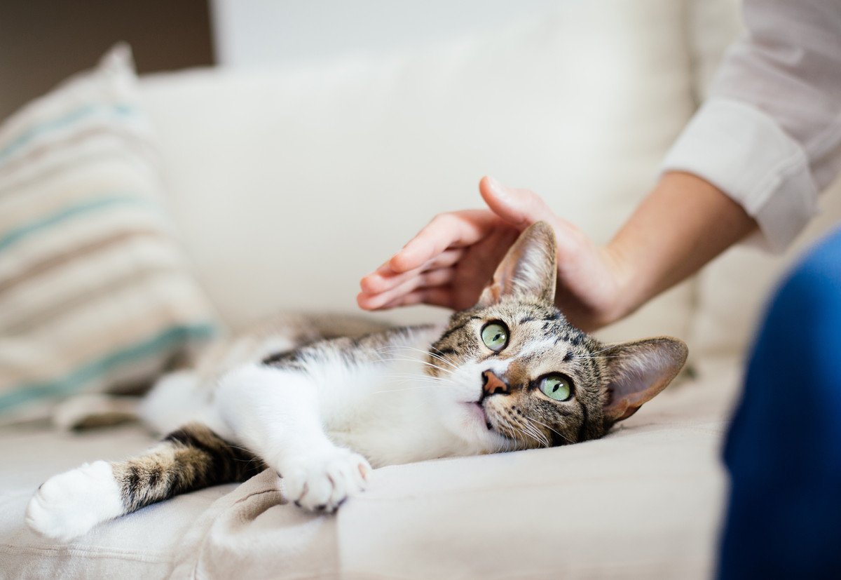 猫に『ストレスを与えない』触り方4つ！力の加減や触れる場所にも要注意