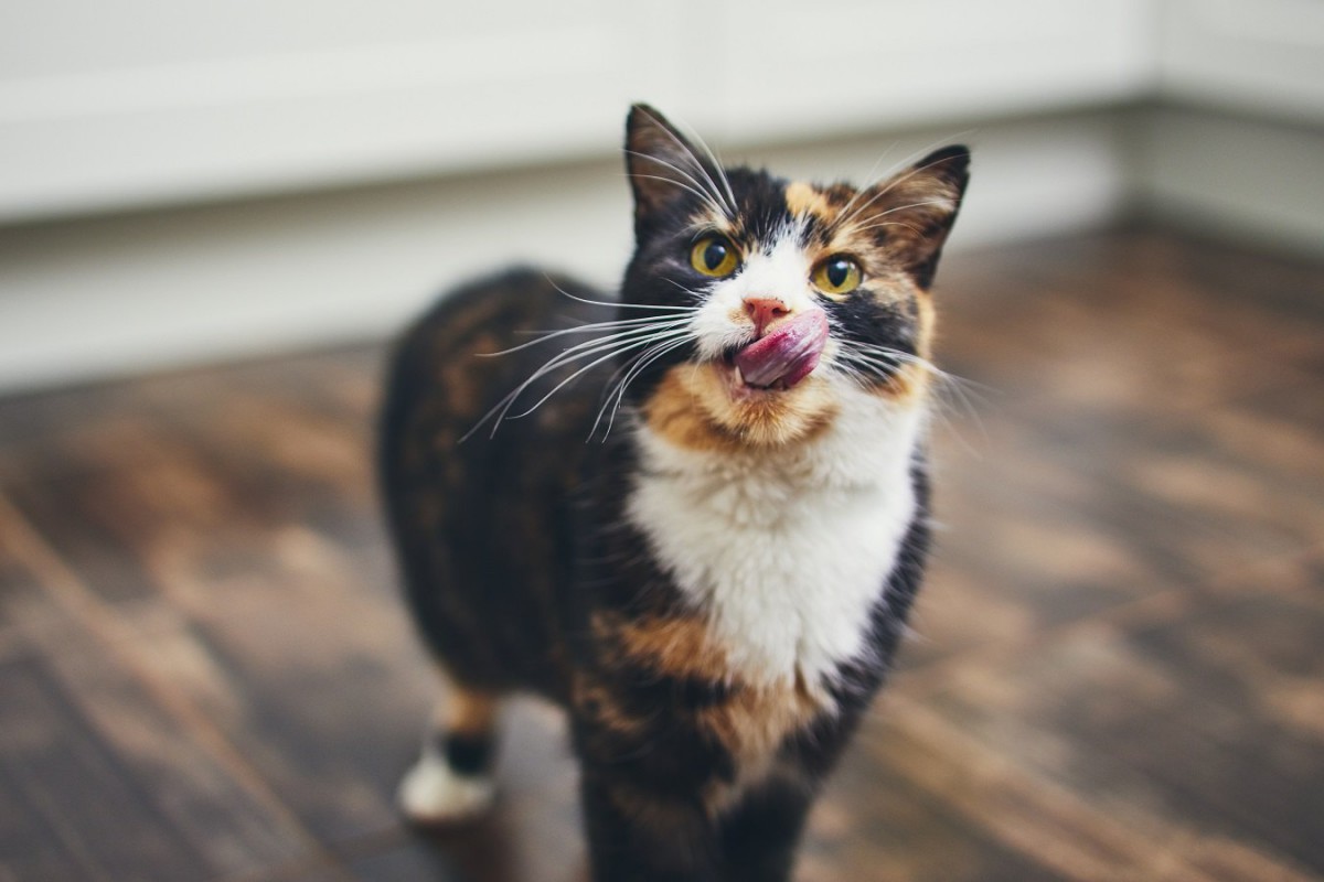 ごはんを食べない猫には、おやつを与えて補うべき？