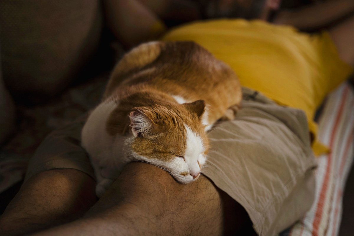 猫が『人に添い寝したくなる』5つの場所♡上手に誘導する方法とは？