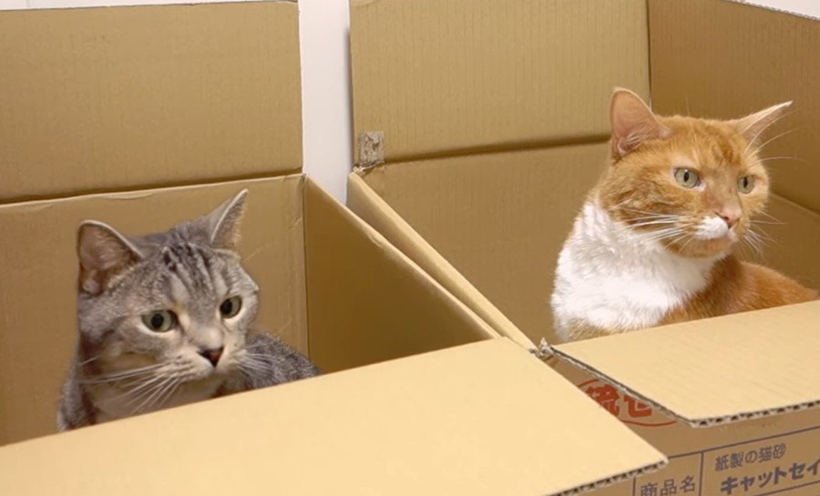 どう遊ぶ？２つの箱と2匹の猫ちゃん