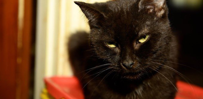 救助隊の後を追ってきた黒猫…幸せになるために第二の猫生を歩む！