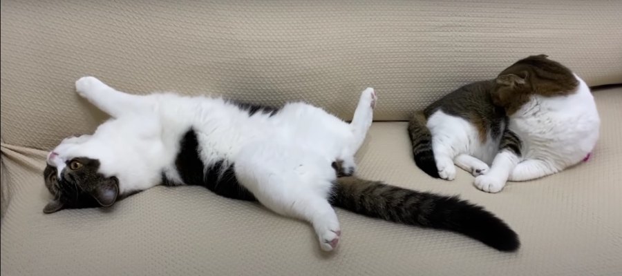 新しいソファで『ふわふわ幸せ♡』な猫さんたち