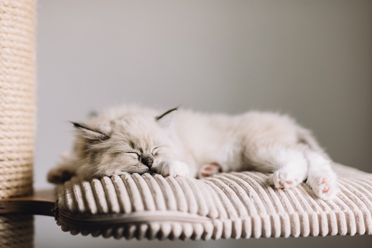 猫の寿命を伸ばす『寝床』とは？3つのポイント