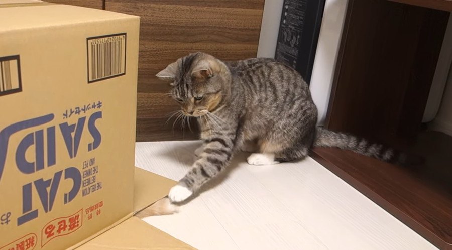 箱に捕まった姉猫ちゃん！妹猫ちゃんはどうする？