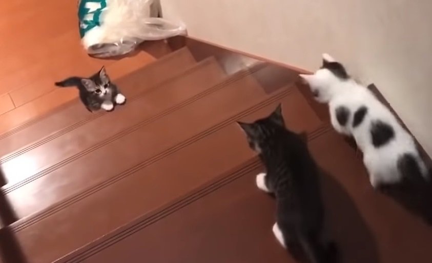 「おーい！おいでよ！」階段を上る勇気が出ない子猫が悶えるほど可愛い