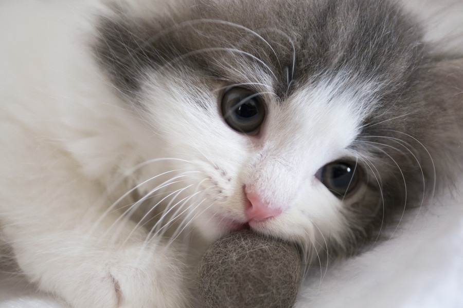 猫の真菌とは  原因と対策や治療の方法
