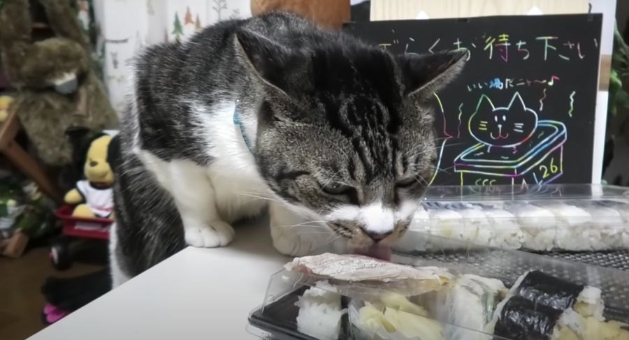 飼い主さんのお寿司の中に猫ちゃんの大好物発見！ちょっとだけおすそ分け♡