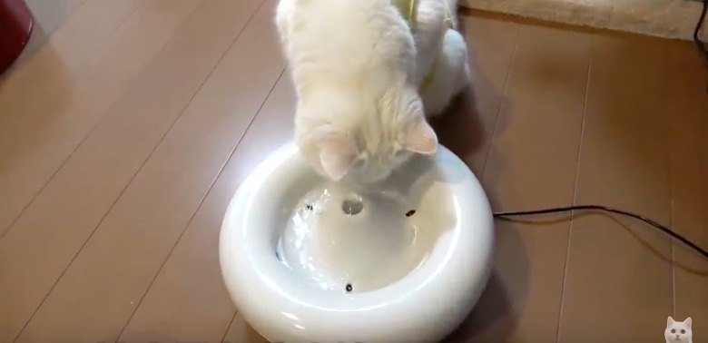 自動給水器をプレゼントされた猫さん、その反応は？