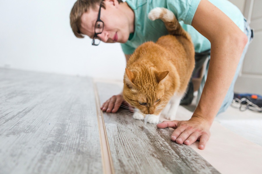 猫と暮らす家作り、設計のポイントや自分でできるDIY
