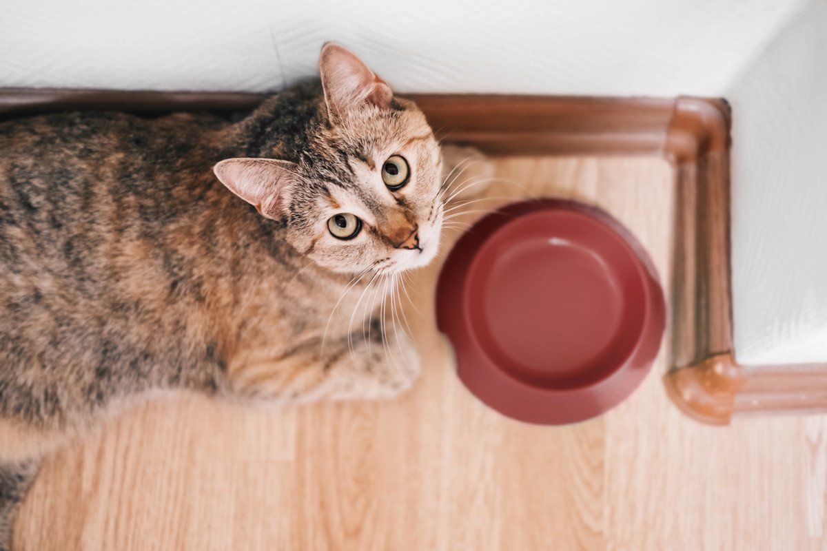 猫が『お腹を空かせているとき』に見せる仕草5つ