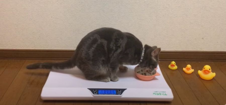 猫ちゃんがダイエット！３ヶ月目に体重測定…果たして結果は？