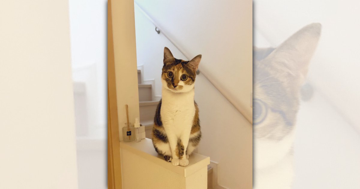 壁に登ってちょこんとお座り♪可愛すぎる猫さんの置物のような姿が話題♡