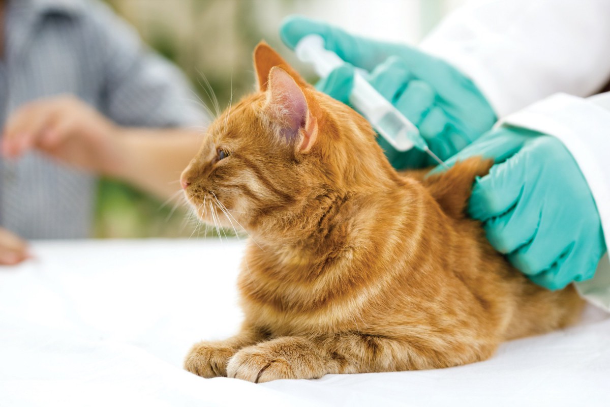 猫から人にうつる病気ってある？５つの病気と予防策