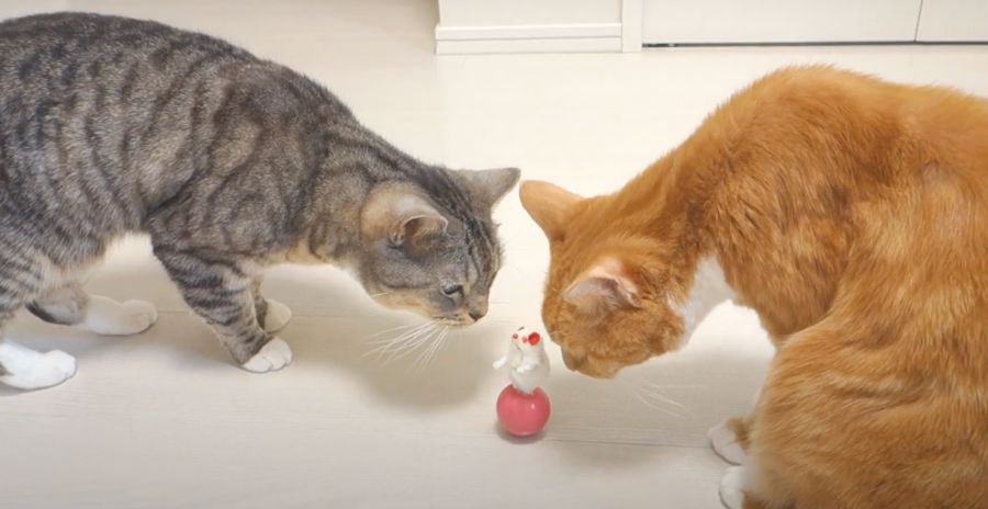 起き上がり小法師をクンクン…猫ちゃんたちは仲良く遊ぶことができるかな？