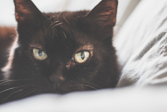猫の癌の症状や原因、治療の方法について