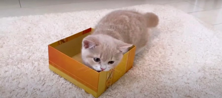 小箱で遊ぶマンチカンの子猫ちゃん♡出たり入ったり夢中で遊ぶ姿がかわいい♪