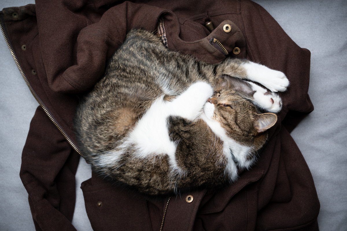 猫が『飼い主の服の上で寝る』4つのワケ♡大好き以外にも理由がある？