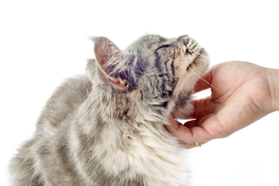 猫の顎の汚れ！ニキビの原因と治し方