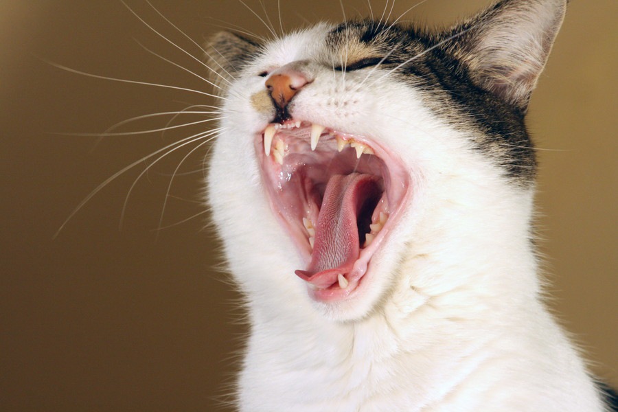 猫が遠吠えのような鳴き方をする4つの理由と対策