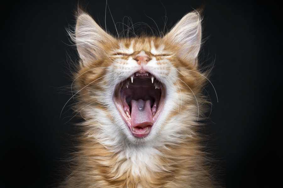 猫の口臭がきつい…『歯周病』で表れる３つの症状と原因