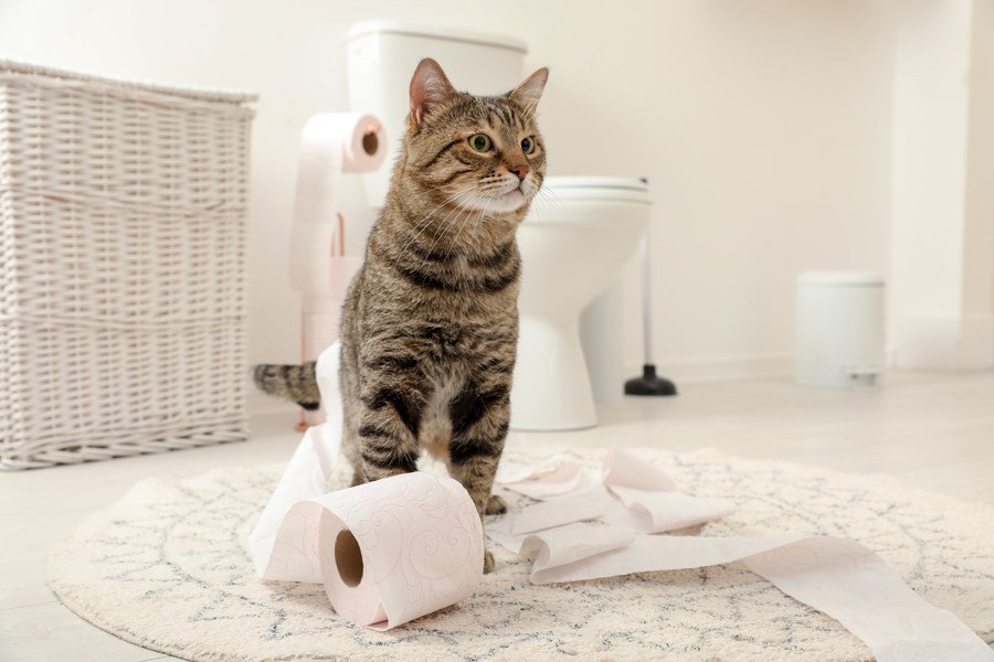 猫がトイレ以外で排泄してしまう原因と対策