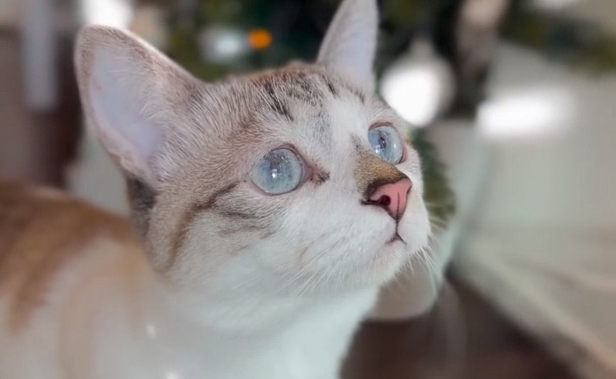 窓のそばで何かを見つめる猫…その『美しすぎる瞳』に心奪われると9万6000人がいいね「透明感凄い」「お人形さんかと」の声