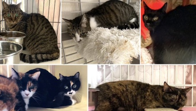 飼い主の急逝で残された猫たち…真夏の室内から緊急救出！