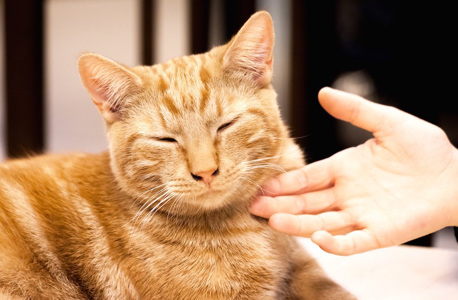 撫でると嫌がる猫と触れ合う方法は？拒否される理由や撫で方の動画を紹介