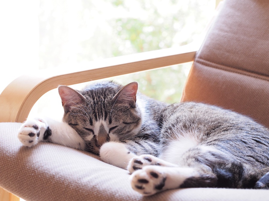 猫がいても大丈夫なソファはある？４つの特徴