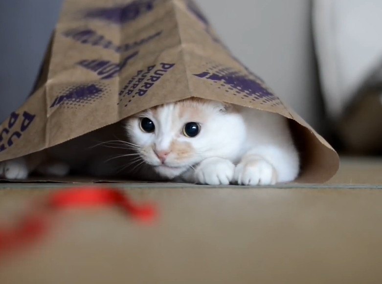袋に入ってわくわく！紐で遊ぶ猫さん
