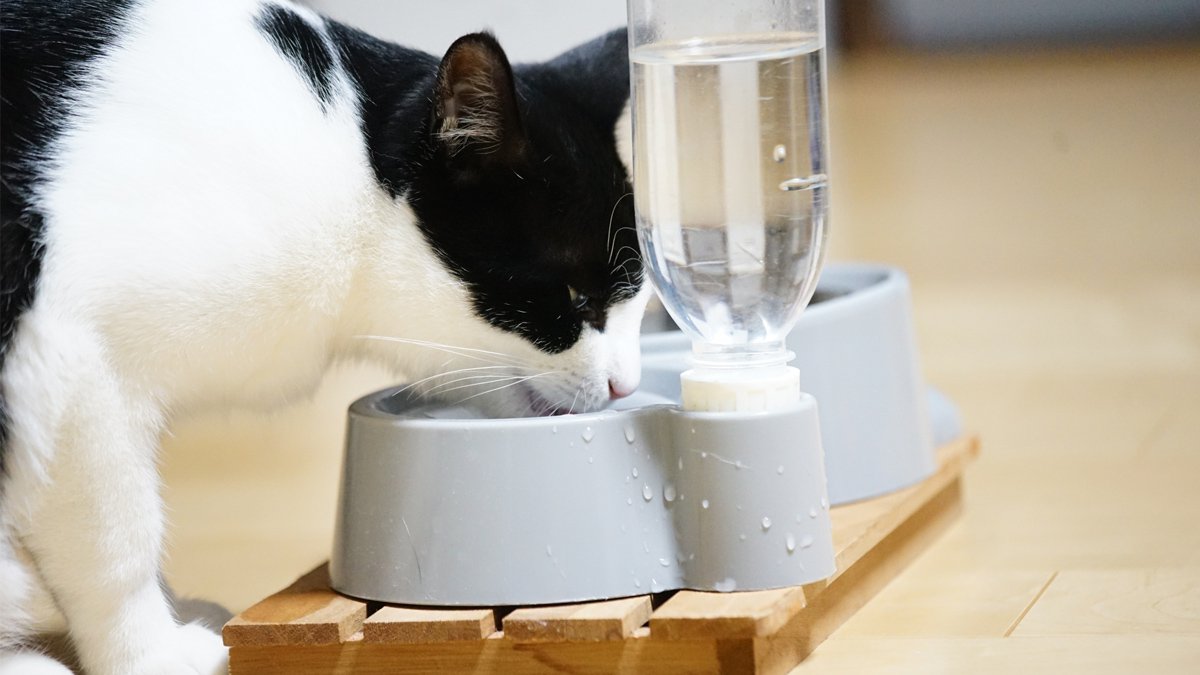 猫の給水機掃除が「水」だけで簡単にできる『らくらくお掃除ブラシ』