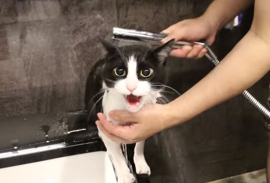 にゃーん！お風呂が苦手で鳴き続ける猫さん