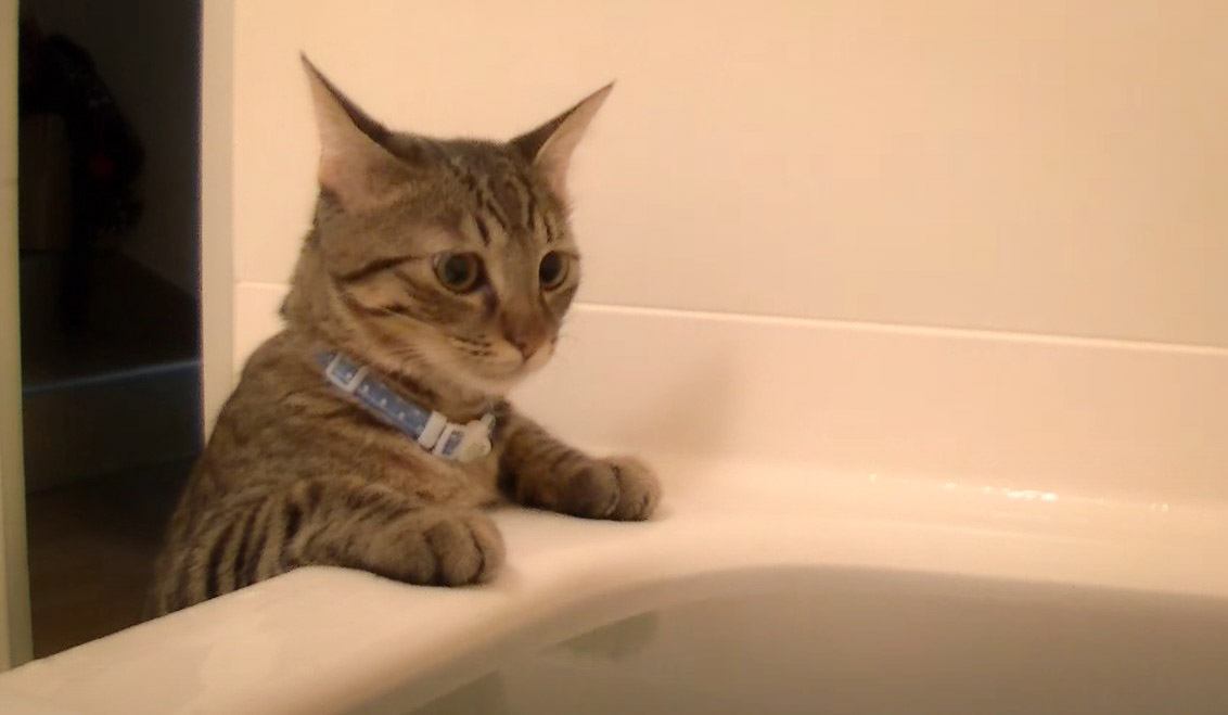 猫が『飼い主のお風呂中』に侵入した結果…興味津々な様子が面白すぎると27万9000再生「飲むなｗｗ」「好奇心旺盛だね」の声