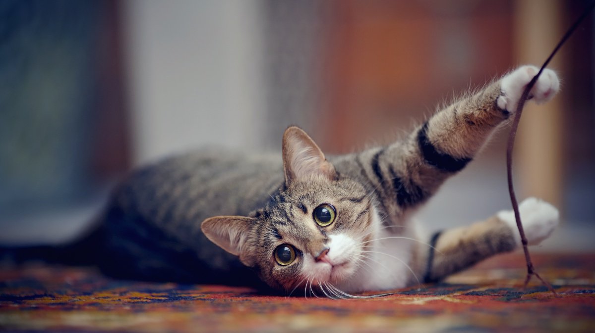 猫から『家具を守る』方法5つ！対策をしないとどうなる？