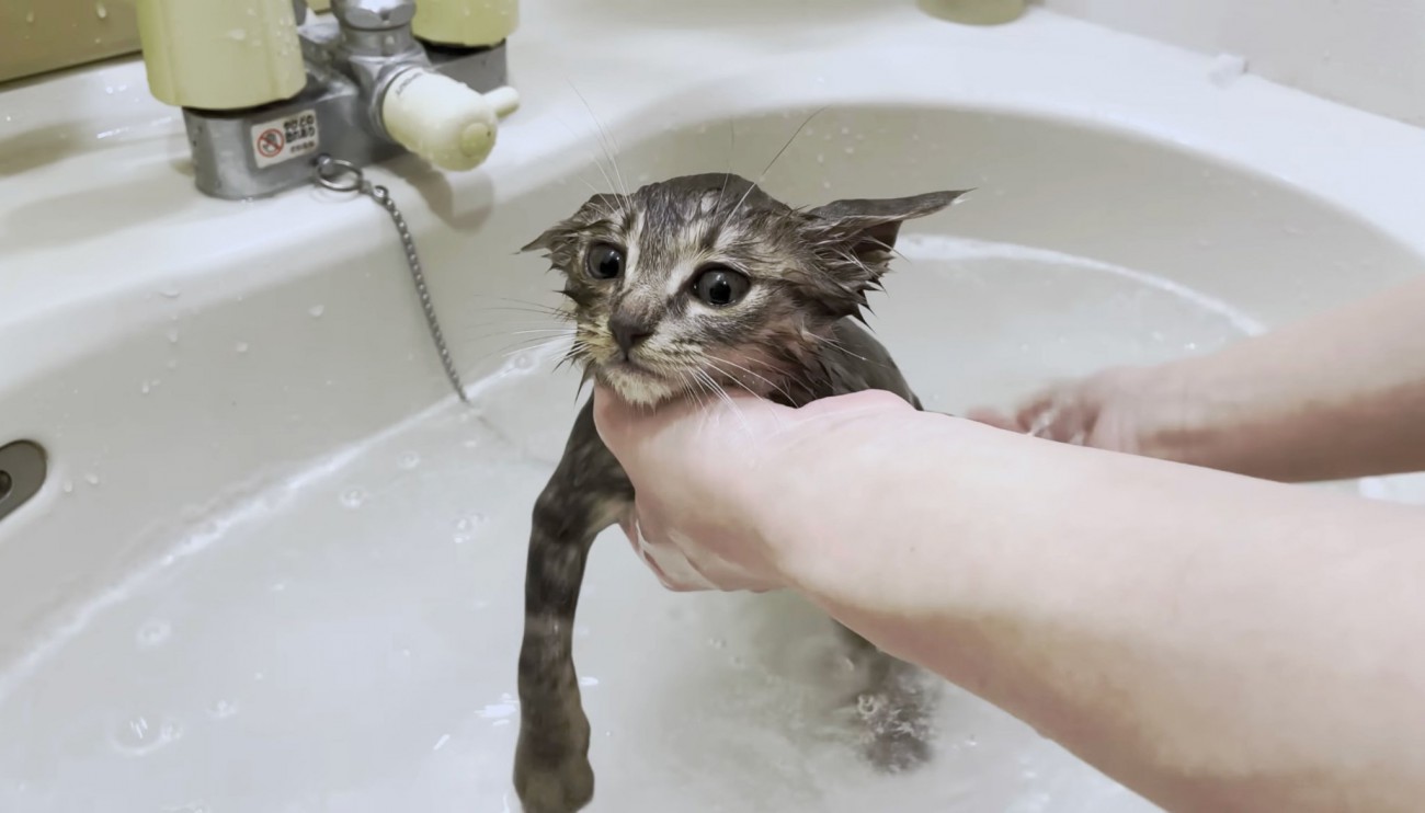 「なんだ天使か…」保護した子猫の初めてのお風呂！鳴きながらも頑張る姿に『可愛すぎて頬が緩む』『ずっと見ていられる』と絶賛の声！
