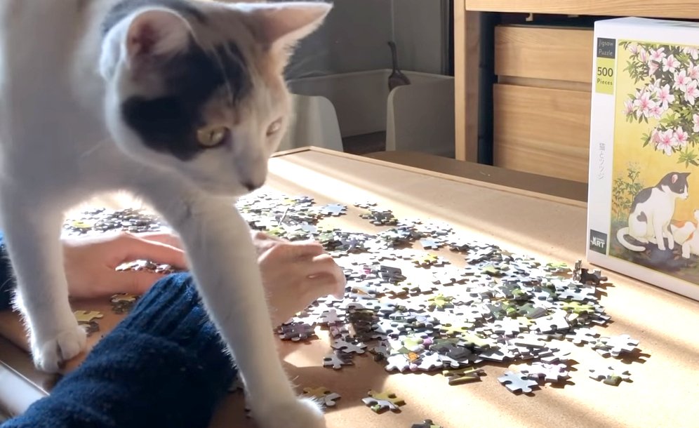 「ねぇ～何してるニャ？」猫ちゃんとジグソーパズルをしたらこうなった