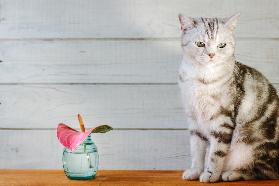 猫に精油（エッセンシャルオイル・アロマオイル）は危険！理由と種類