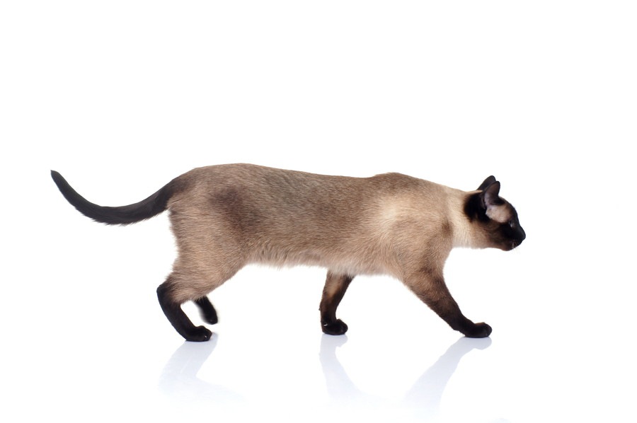 猫のしっぽは種類によって違う？長い尾を持つ猫種の特徴を解説！
