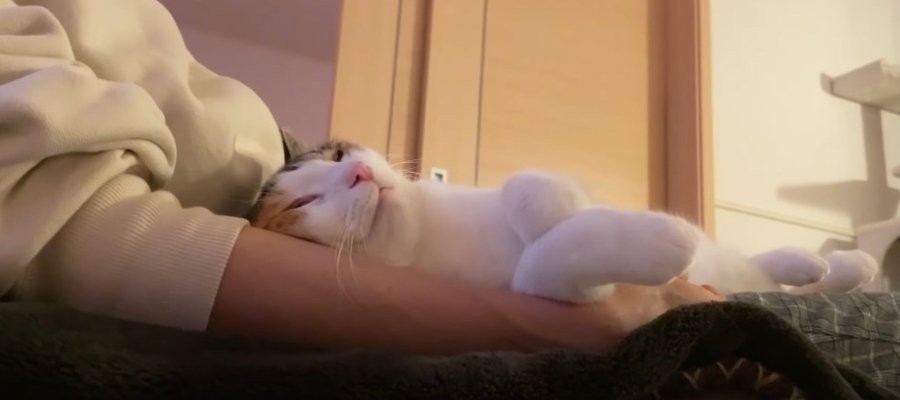 クッションに座る飼い主さんの上で"ぐで～ん"可愛いポーズで眠る猫さんにご注目♡