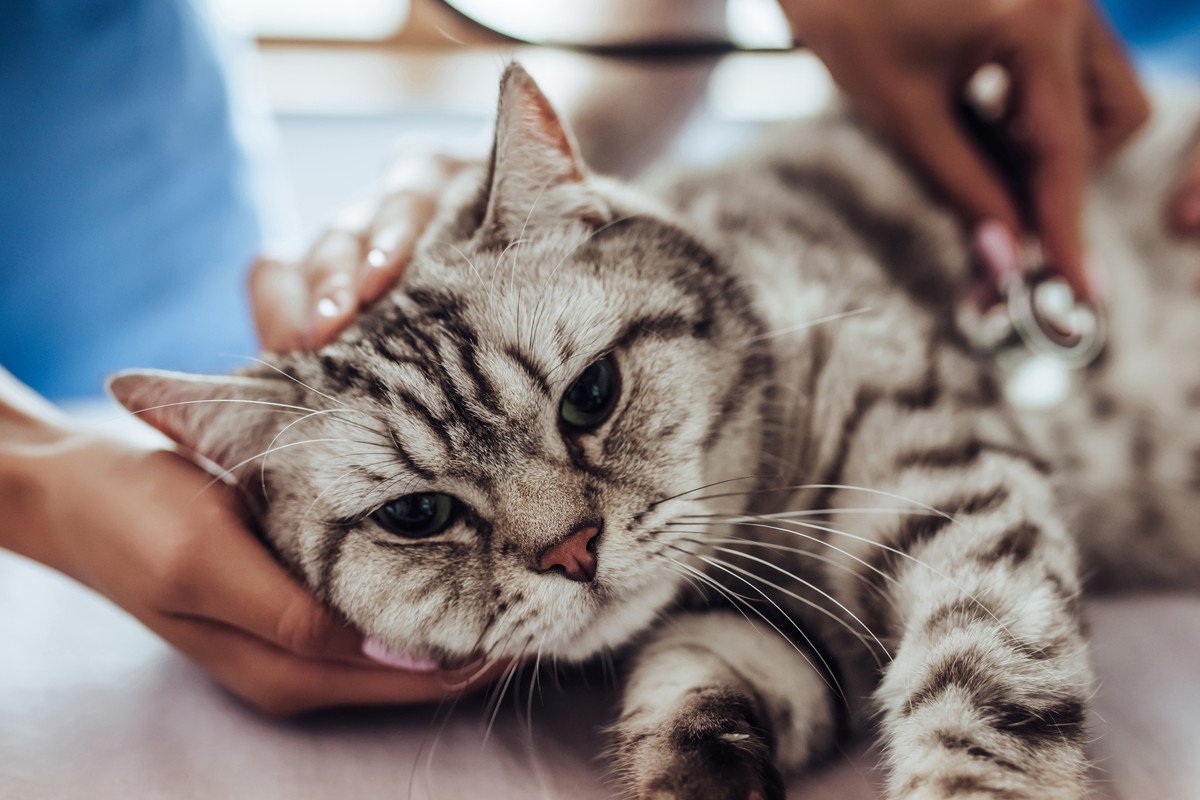 猫のストレスを放置するとどうなる？4つの病気の可能性と対処法