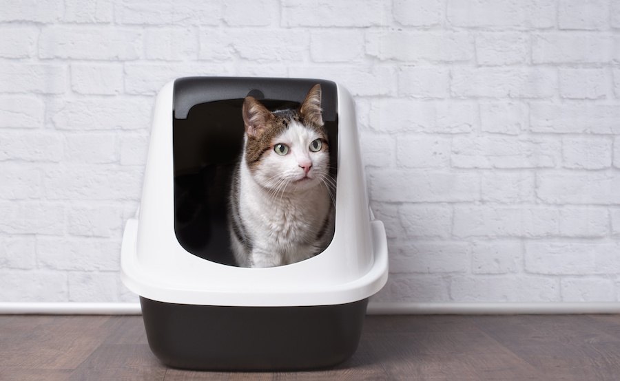 猫がトイレ以外でうんちする理由と対策、役立つグッズを紹介