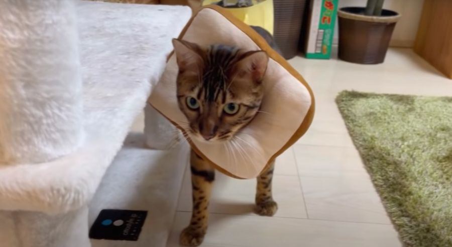 食パンをつけて歩くかわいい猫さん！