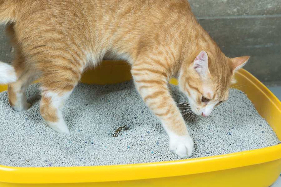 猫がトイレの砂を何度もホリホリする６つの理由