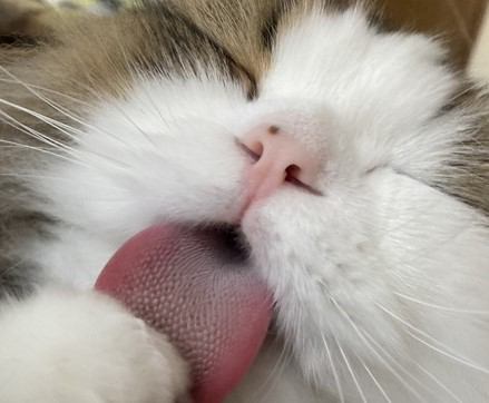 猫が『舌なめずり』するときの心理５つ